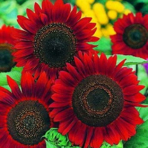 Red Sun sunflower seeds plant cultivation pack like new
