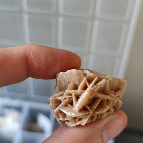 Desert Rose new