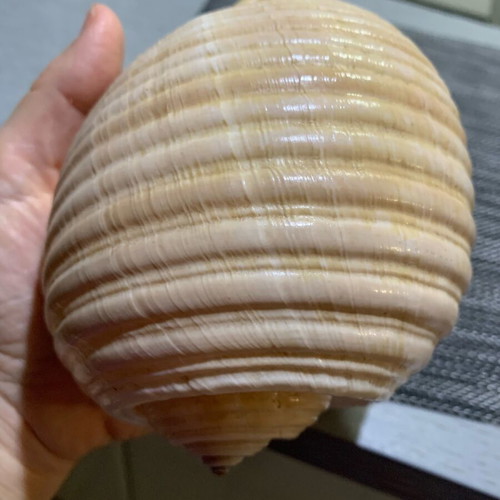 Large natural seashell, vintage coastal decor