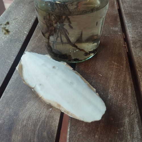 Cuttlebone for pets like new