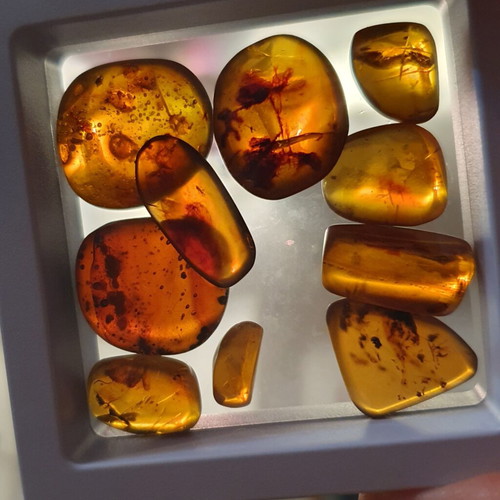 Amber pieces new, pack of 10 with fossilized insects and leaves