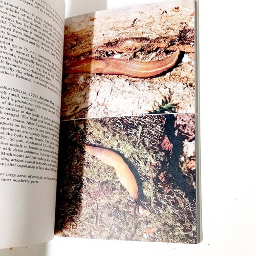 A Field Guide in Colour to Molluscs by Václav Pfleger like new