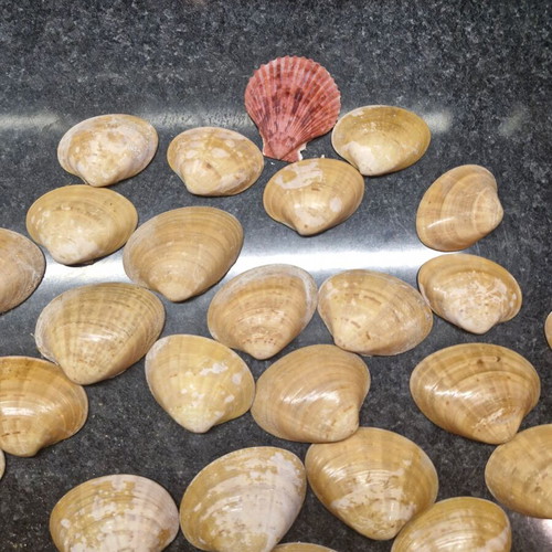 Natural seashells used, large size, 586 g