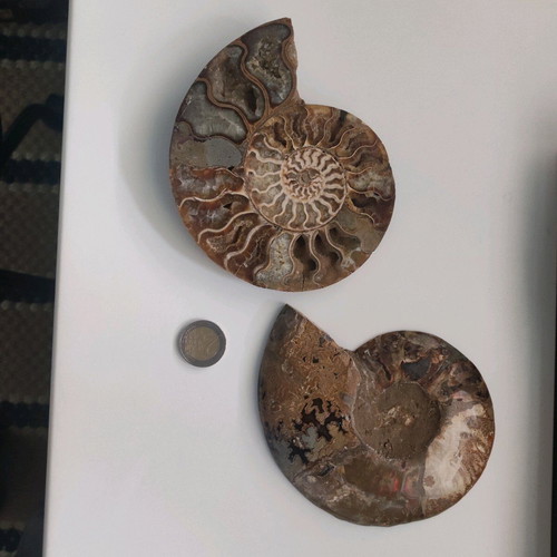 AMMONITE FOSSILS FOR SALE – CUT & POLISHED (MADAGASCAR)