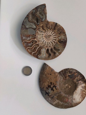 AMMONITE FOSSILS FOR SALE – CUT & POLISHED (MADAGASCAR)