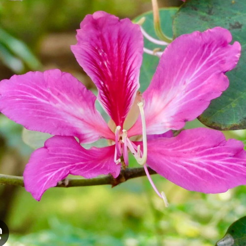 Bauhinia purpurea Purple Orchid Tree new plant
