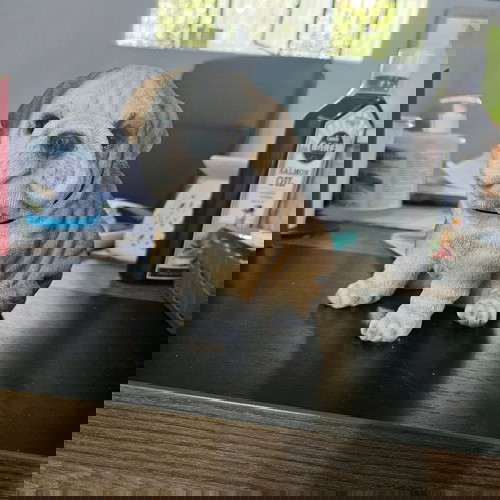 Διακοσμητικό ομοίωμα σκύλου από ρητίνη