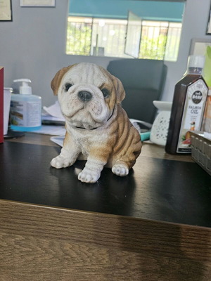 Διακοσμητικό ομοίωμα σκύλου Αγγλικό Bulldog κουτάβι από ρητίνη Vivid καινούργιο