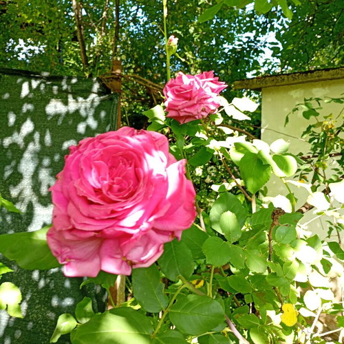 Red rose cutting new, large and fragrant