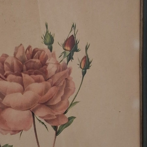 Pair of old botanical engravings Redouté Les Roses used, 31x41 cm