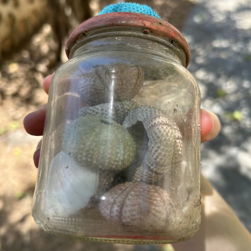 Seashells used collection