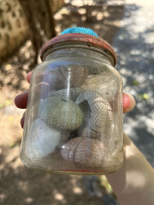 Seashells used collection