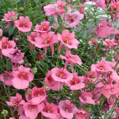 Diascia Twinspur Pink Queen flower seeds, pack of 20