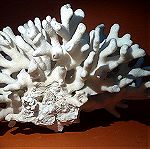 Φυσικό κοράλλι λευκό βάρος 1310gr.