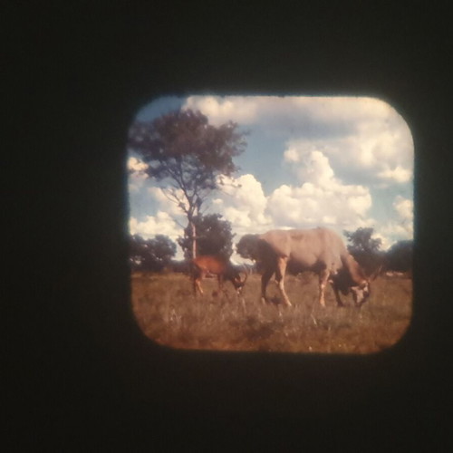 View-Master projector with 13 used reels from 1948-1952