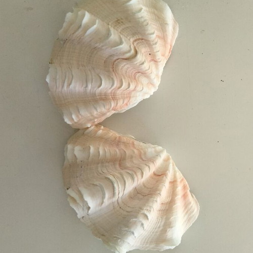 Giant Tridacna Squamosa Clam Shells new, matched pair