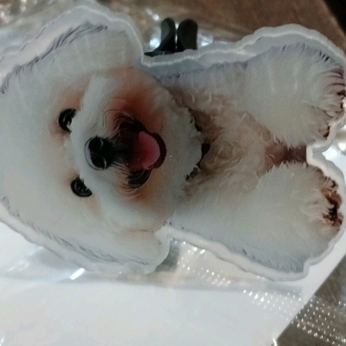 Decorative clip with Bichon Frisé dog new