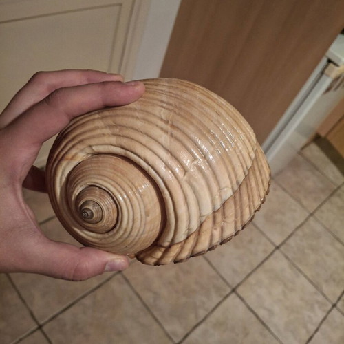 Rare sea shells like new, Bourou, Tona, Charonia