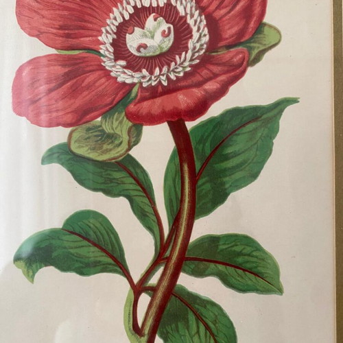 Authentic 19th Century 1880 Peony Engraving with Aluminum Frame like new