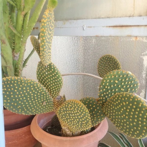 Opuntia microdasys Yellow cactus used with small fuzzy spines in pot