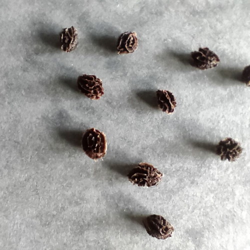 Papaya seeds pack of 30, new, exotic tropical plant