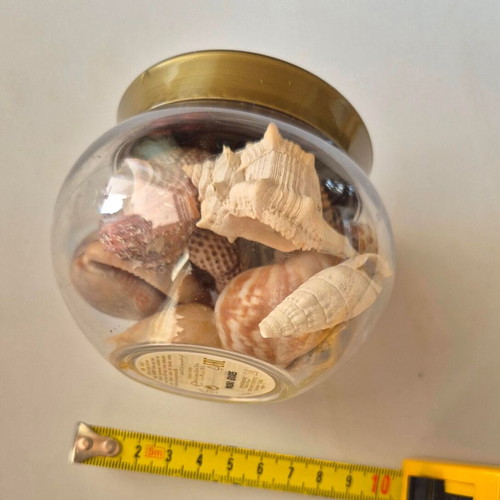 Decorative seashells like new, medium size, pack of 11