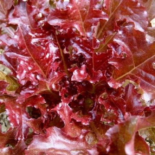 Red Salad Bowl lettuce seeds like new