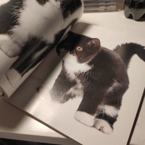 Cats breeds, care, behavior like new book