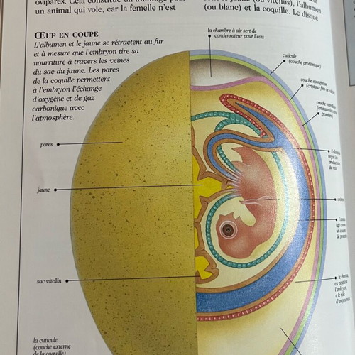 Les œufs d’oiseaux book like new, French bird egg guide