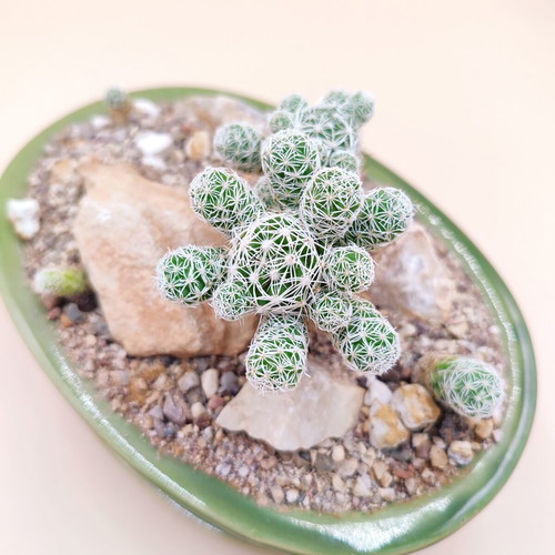 Mammillaria gracilis bonsai cactus in ceramic pot new