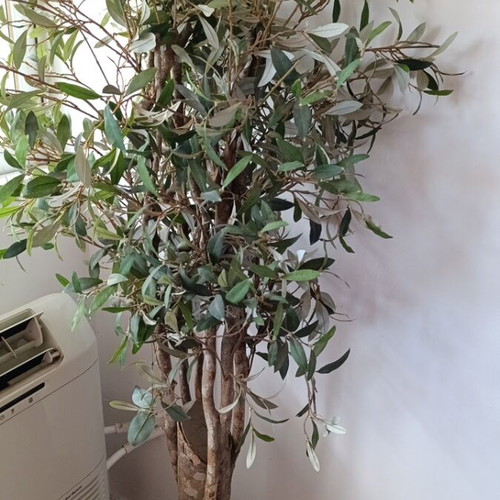 Decorative Italian Olive Tree like new, 1.50m height