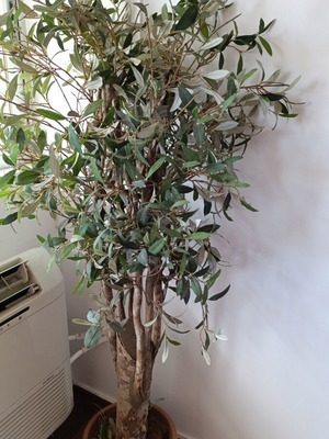 Decorative Italian Olive Tree like new, 1.50m height