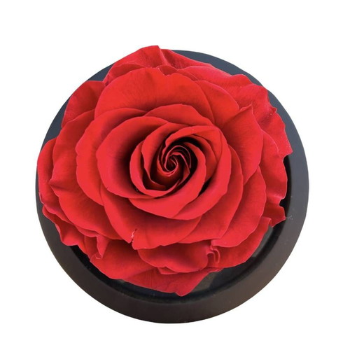 Forever Rose Red Rose in Glass with Led new 13cm x 12cm