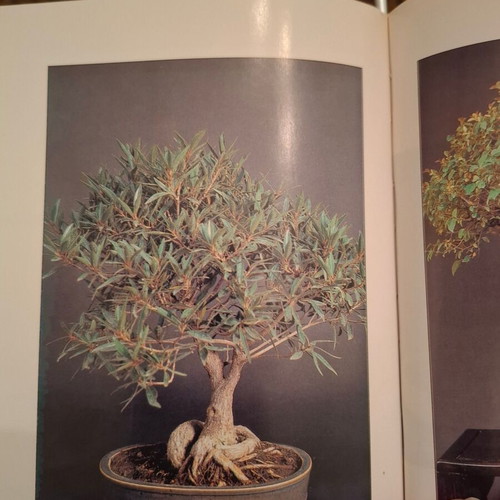 The Art of Bonsai by Andrea Marenzio book