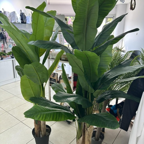 Decorative banana plants new, height 200 cm