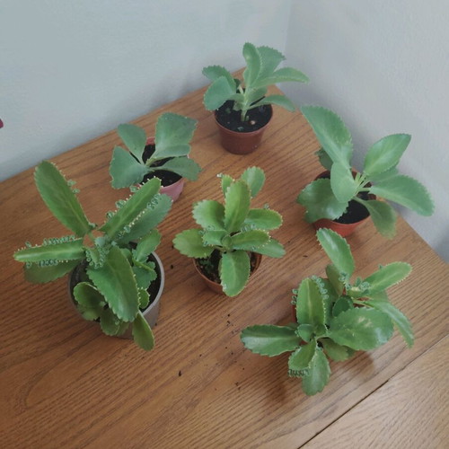 Kalanchoe - Mother of millions
