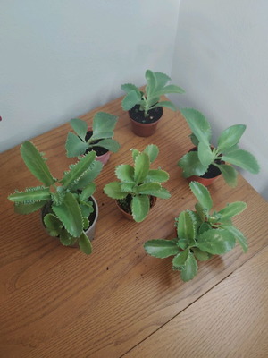 Kalanchoe - Mother of millions