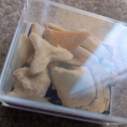 Shark teeth collectible new