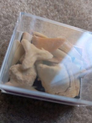 Shark teeth collectible new