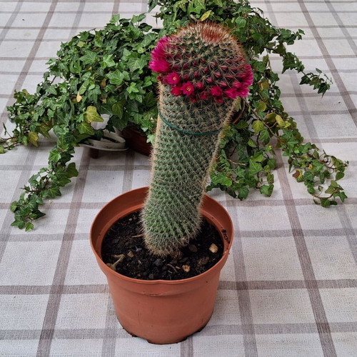Cactus No.14 used, height 25 cm