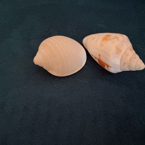 Seashells new, white and white with cinnamon brushstrokes, 3.5 cm and 4 cm