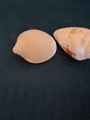 Seashells new, white and white with cinnamon brushstrokes, 3.5 cm and 4 cm
