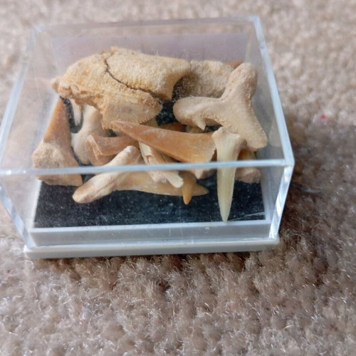 Shark teeth collectible new
