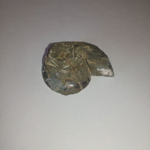 Ammonite fossil in perfect condition like new
