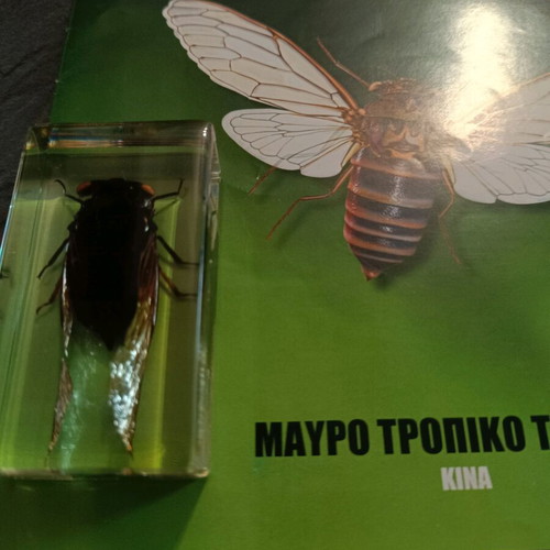 Alithina Zoyfia Issue 6 used