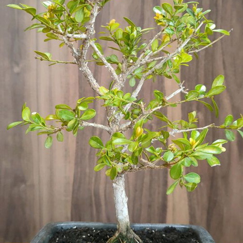 BONSAI  buxus