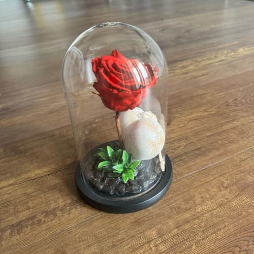 Forever rose used, red