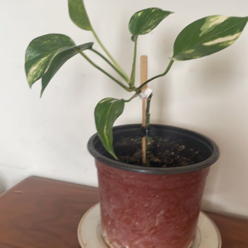 Pothos Climbing Plant New Indoor