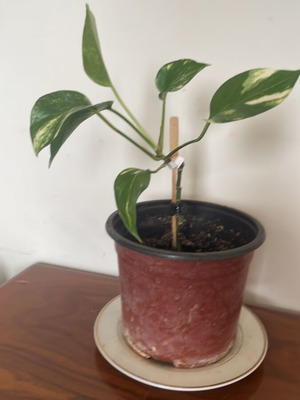 Pothos Climbing Plant New Indoor