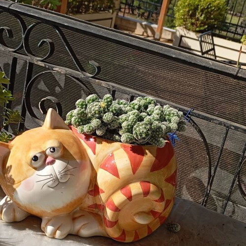 Cactus with Cat Pot New from Italy